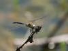 Aeshna mixta
